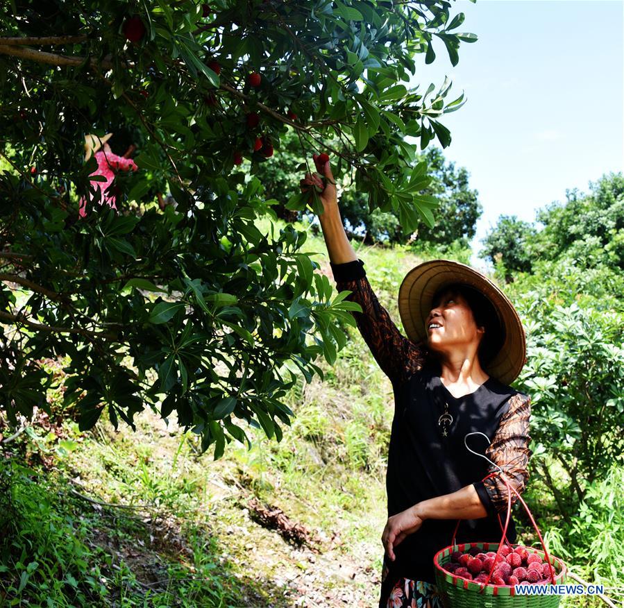 #CHINA-ZHEJIANG-AGRICULTURE-CHINESE BAYBERRY-HARVEST (CN)