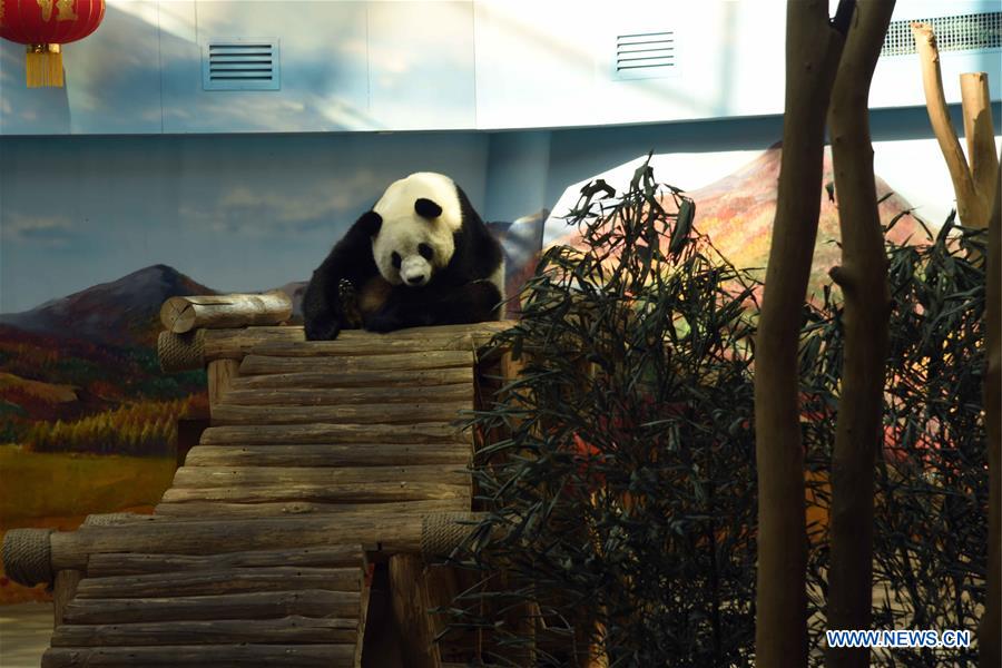 CHINA-HEILONGJIANG-GIANT PANDAS (CN)