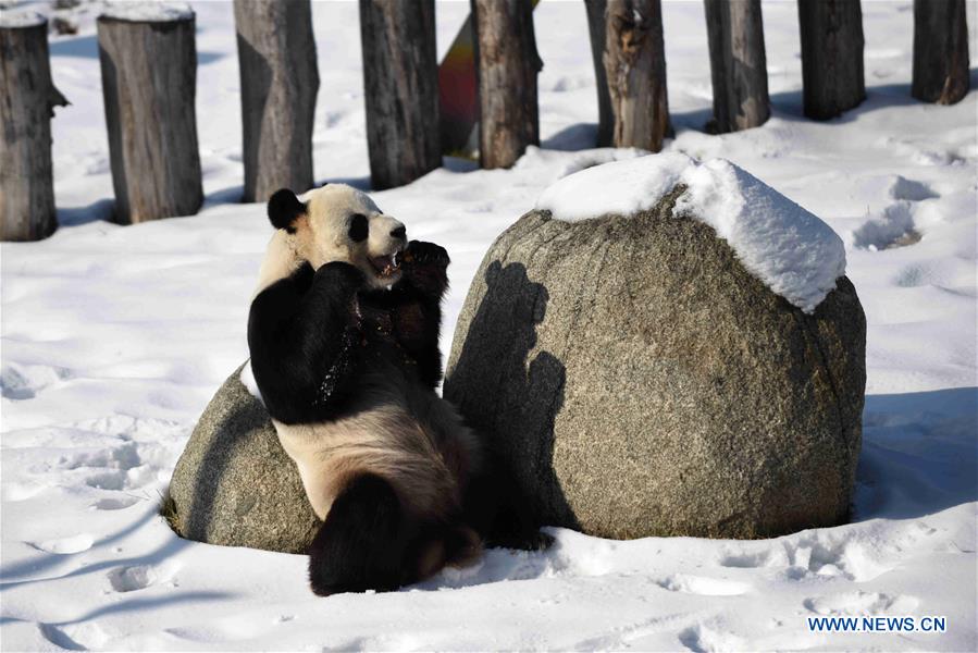 CHINA-HEILONGJIANG-GIANT PANDAS (CN)