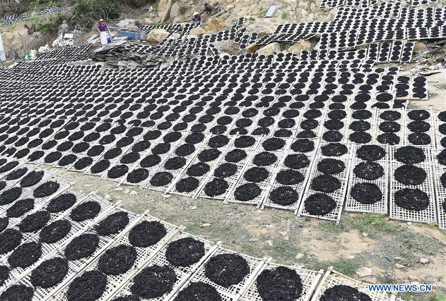 #CHINA-GUANGDONG-NAN'AO-DRIED LAVER (CN)