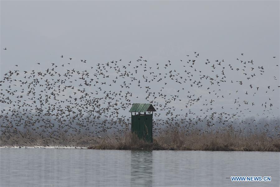 KASHMIR-SRINAGAR-WORLD WETLANDS DAY