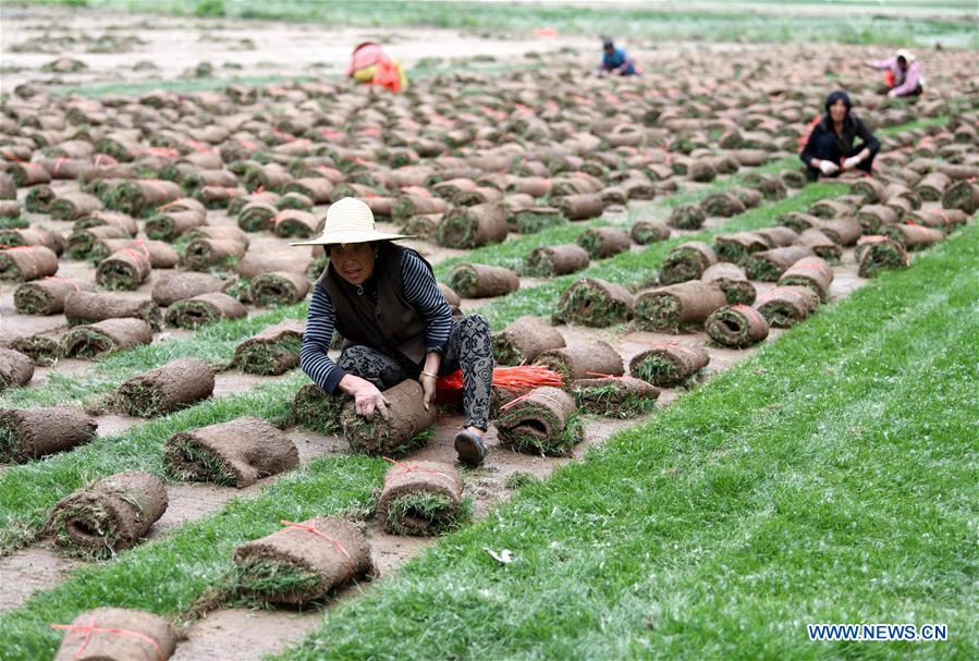 CHINA-ANHUI-TURF-ECONOMY (CN)