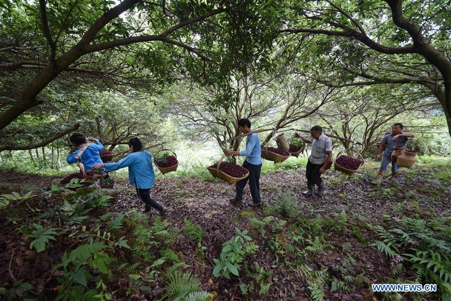 #CHINA-CHINESE BAYBERRY-HARVEST (CN)