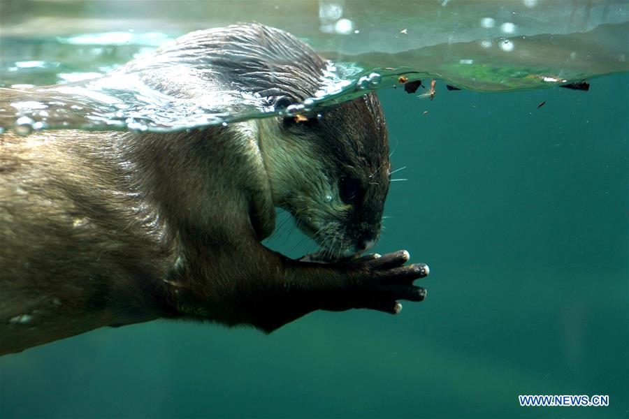 CHINA-SHANGHAI-ZOO-ANIMAL-HEAT PREVENTION (CN)