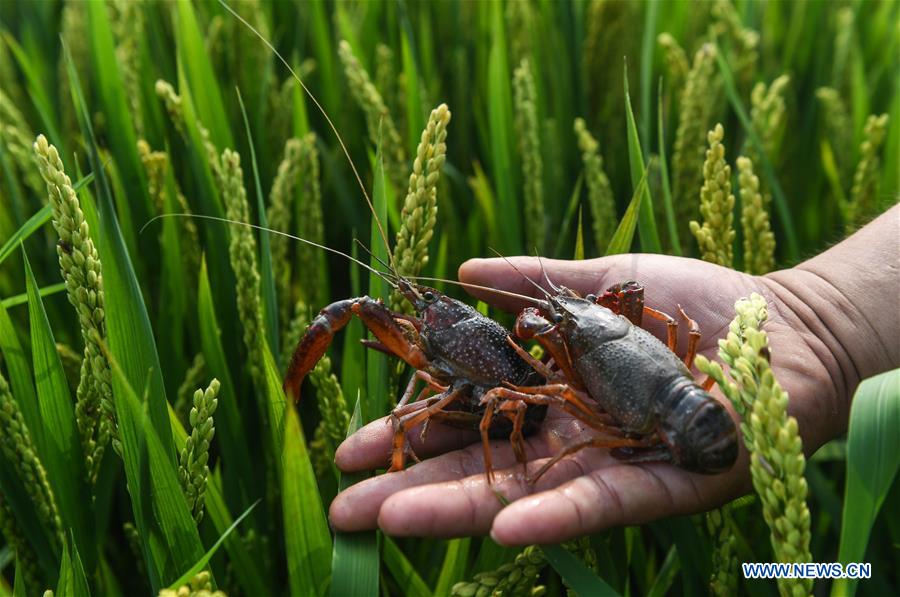 CHINA-ZHEJIANG-HUZHOU-AGRICULTURE-POLYCULTURE (CN)