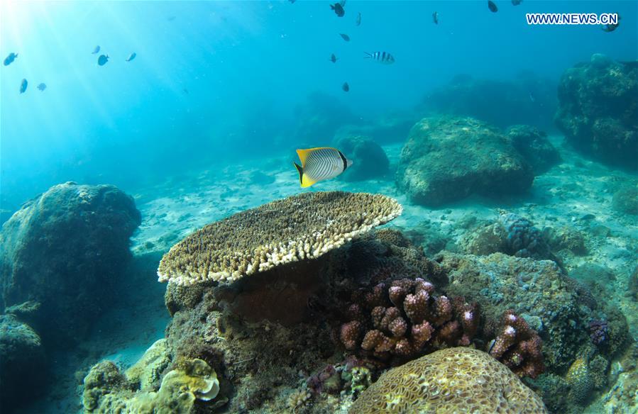 CHINA-HAINAN-LINGSHUI-CORAL REEF (CN)