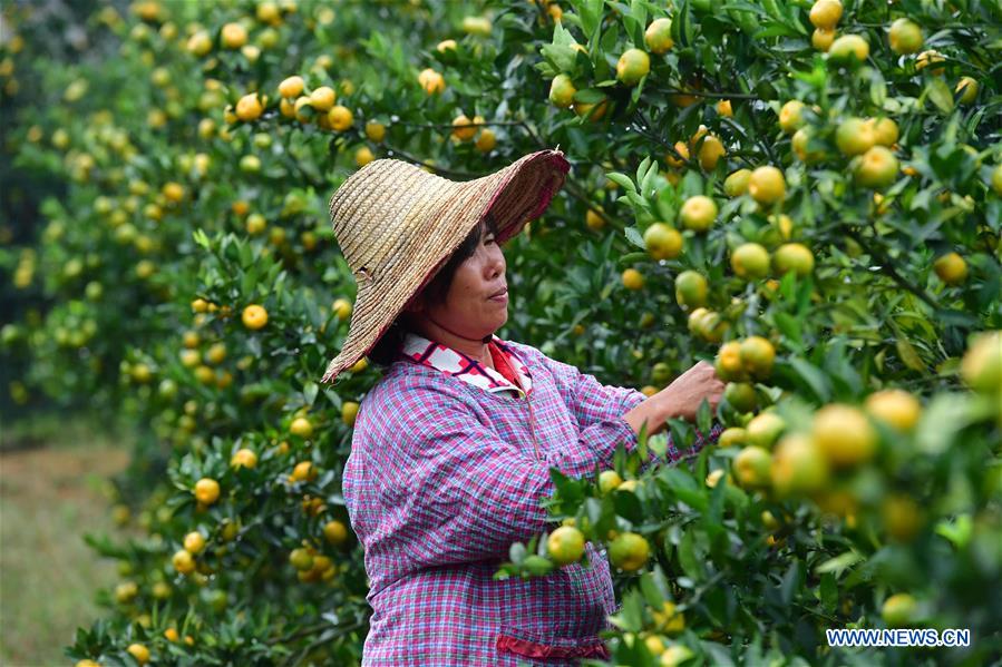 CHINA-GUANGXI-LUZHAI-TANGERINE-POVERTY ALLEVIATION (CN)