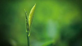 這片樹葉，改變了世界！