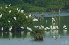 肯尼亞將制定國家計劃保護(hù)紅樹林