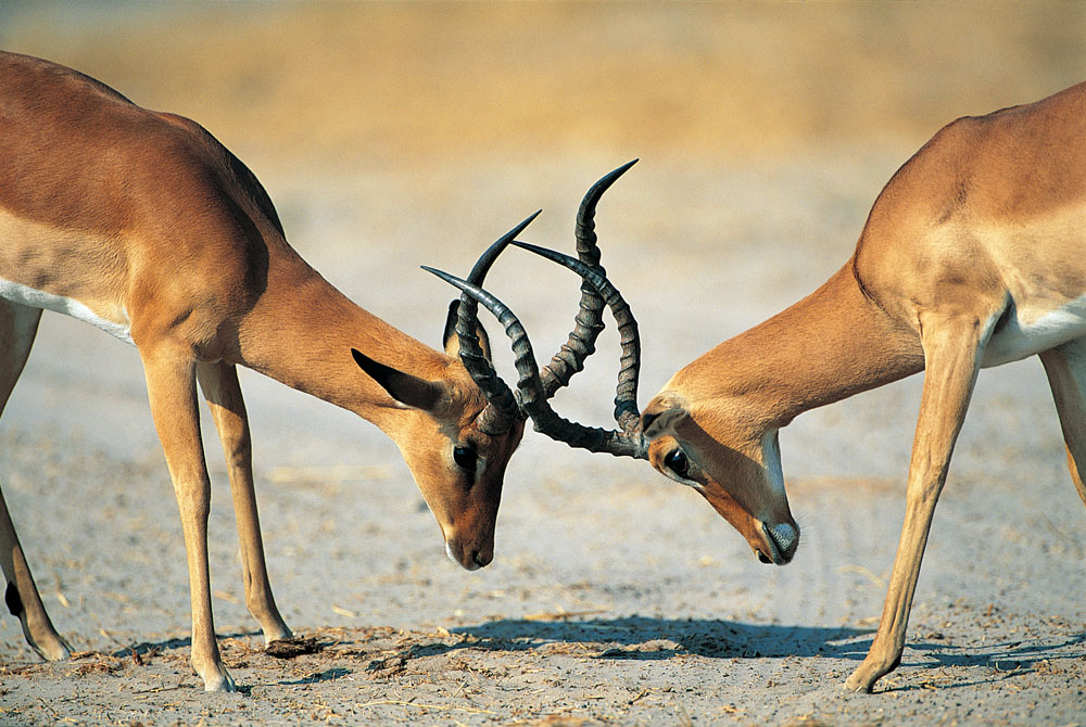 方正集團(tuán)三高管接受調(diào)查 方正、政泉纏斗始末