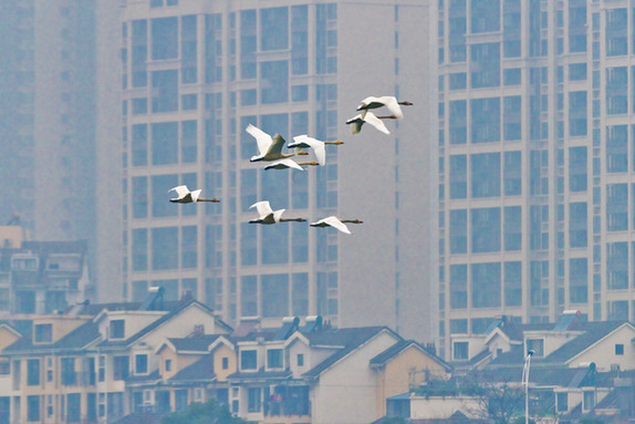 江西經(jīng)濟(jì)轉(zhuǎn)型求變：注入生態(tài)、創(chuàng)新、智能多重因子