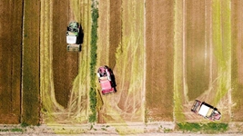 夏糧，穩(wěn)！