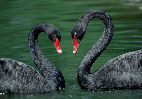 ?？低?ldquo;黑天鵝&rdquo;驚魂兩天