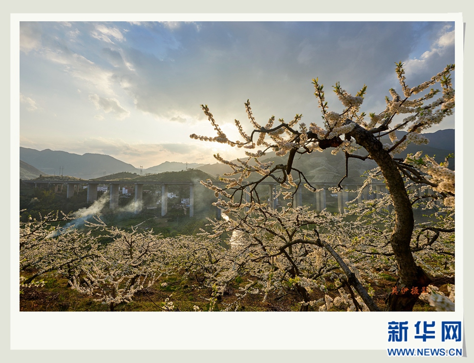 李花白，彩霞紅，春意濃