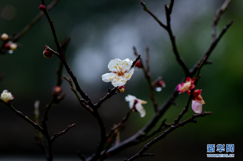 疏影橫斜，暗香浮動(dòng)