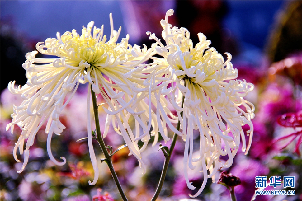 金秋時(shí)節(jié)，菊潤(rùn)車城