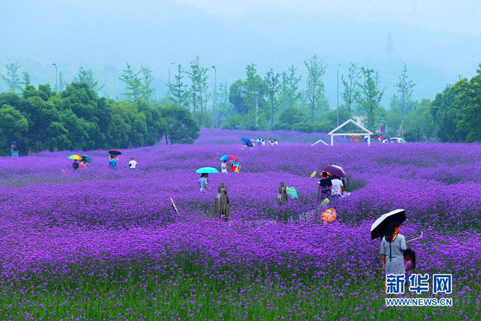 雨中游蓀湖花海，美翻了！