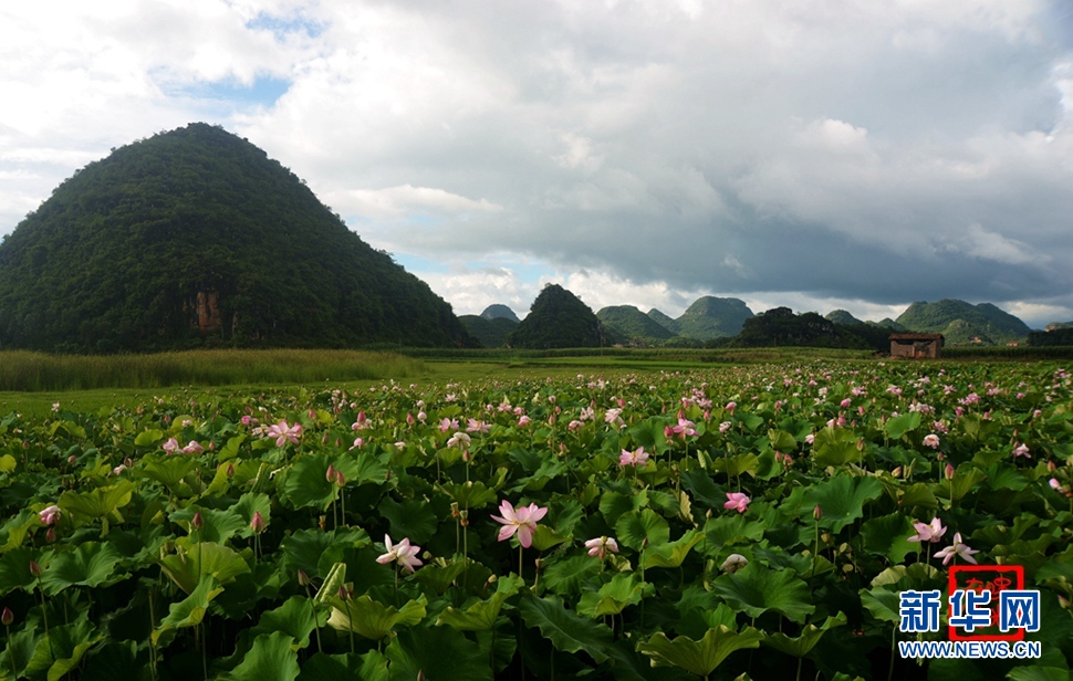 一生一世，萬畝荷花