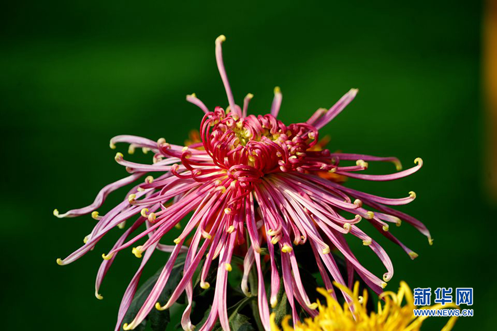 《2018松江菊花展》