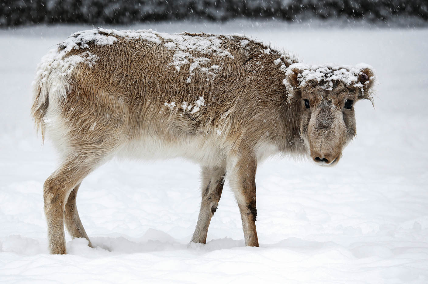 走出瀕危：賽加羚羊的命運(yùn)傳奇