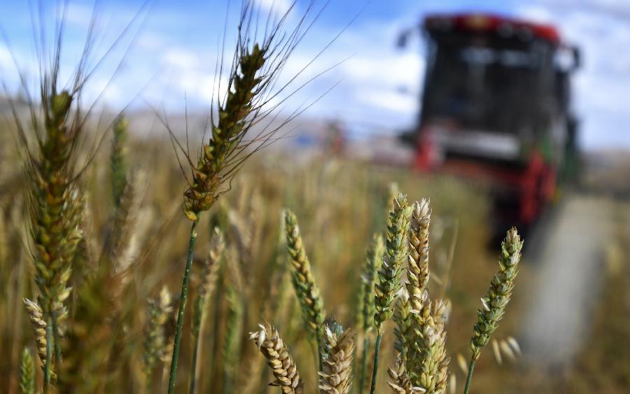 豐收的喜悅！看，各地秋收忙
