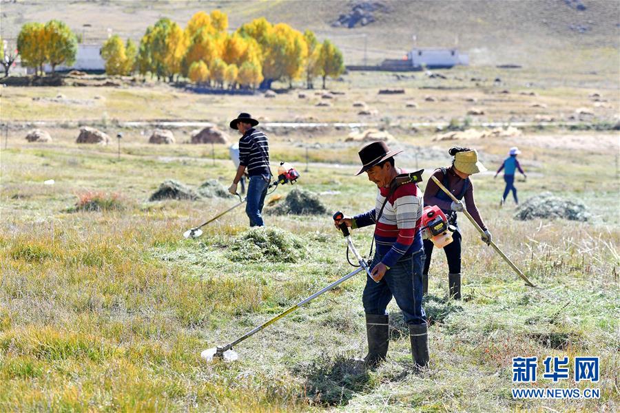 （社會(huì)）（5）西藏：牧草豐收儲&ldquo;冬糧&rdquo;
