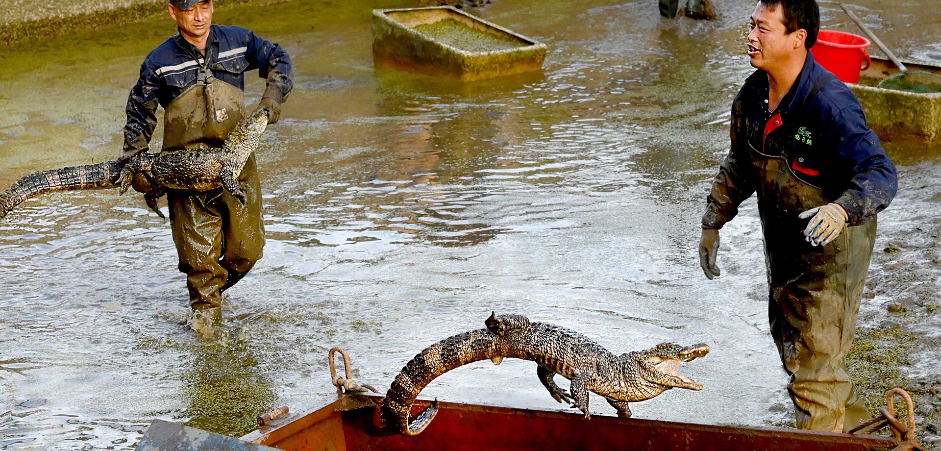 【顯影中國】&ldquo;活化石&rdquo;揚(yáng)子鱷轉(zhuǎn)場(chǎng)冬眠記