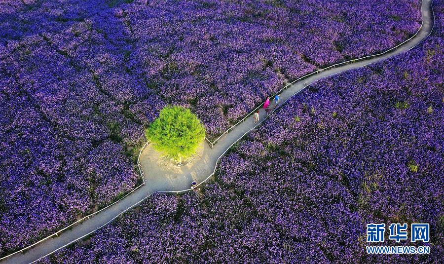 （十九大&middot;讀報(bào)告 話民生）（7）加快生態(tài)文明體制改革，建設(shè)美麗中國(guó)