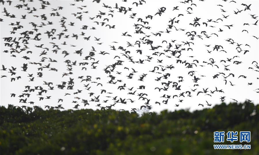 （圖文互動(dòng)）（3）十年樹木、紅樹成林&mdash;&mdash;&ldquo;海上森林&rdquo;回歸記