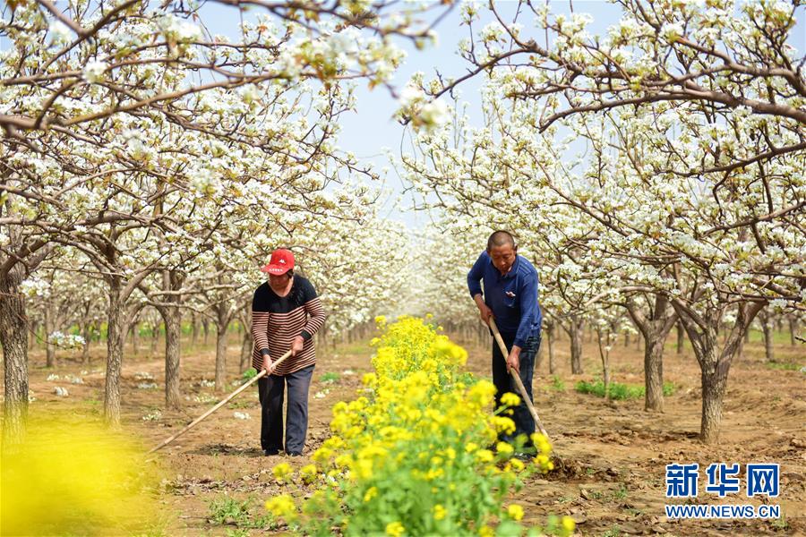 （社會(huì)）（1）春來梨農(nóng)忙
