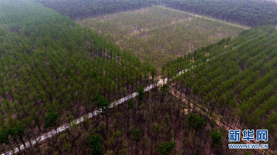 （在習(xí)近平新時(shí)代中國(guó)特色社會(huì)主義思想指引下&mdash;&mdash;新時(shí)代新氣象新作為&middot;圖文互動(dòng)）（1）河南民權(quán)：三代造林人接力68年播綠黃河故道