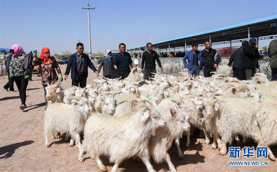 (經(jīng)濟(jì))(3)羊群交易市場(chǎng)忙