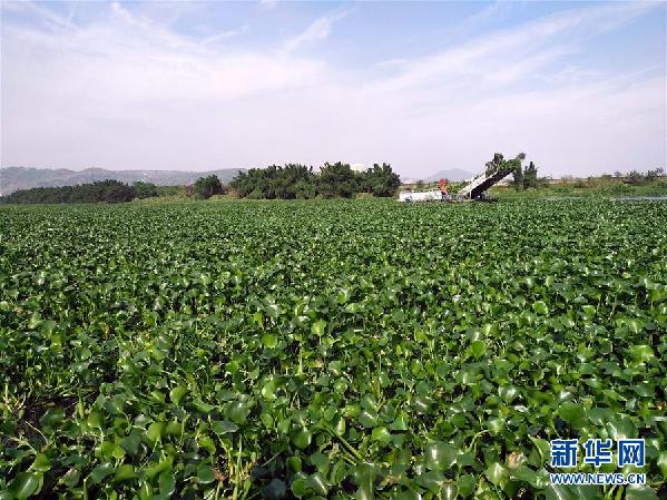 （圖文互動）（4）&ldquo;白練&rdquo;變&ldquo;黑龍&rdquo;，江河變&ldquo;草原&rdquo;－－粵東母親河為何污染20多年難治理？