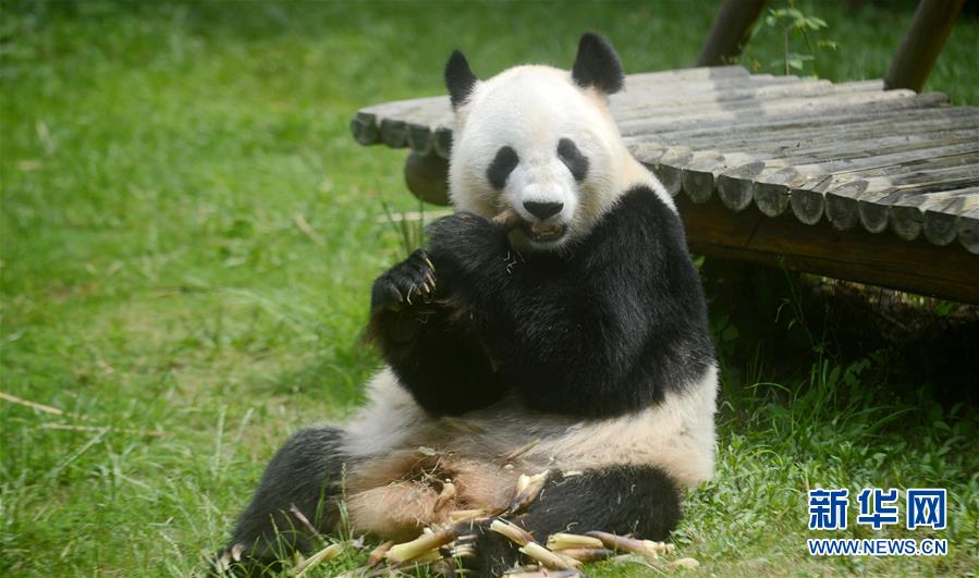 #（社會）（3）大熊貓&ldquo;瑛美&rdquo;告別揚州回家鄉(xiāng)四川