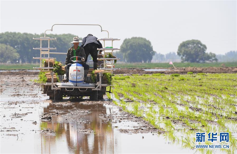 (社會(huì))(1)昔日鹽堿地 今日插秧忙