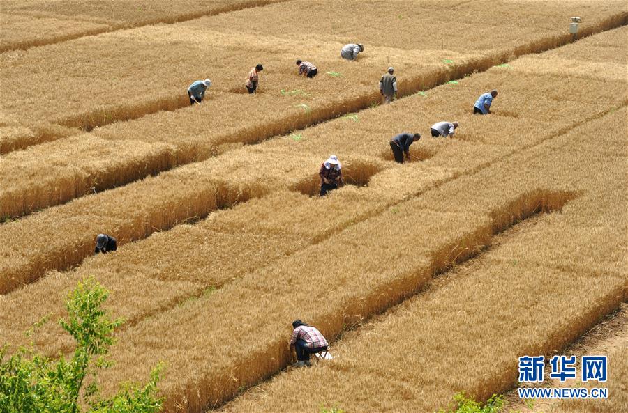 (經(jīng)濟)(2)把脈“渤海糧倉”促增產(chǎn)