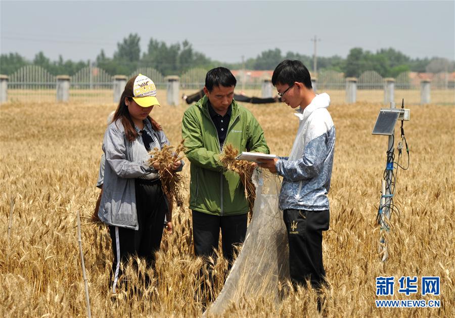 (經濟)(5)把脈“渤海糧倉”促增產