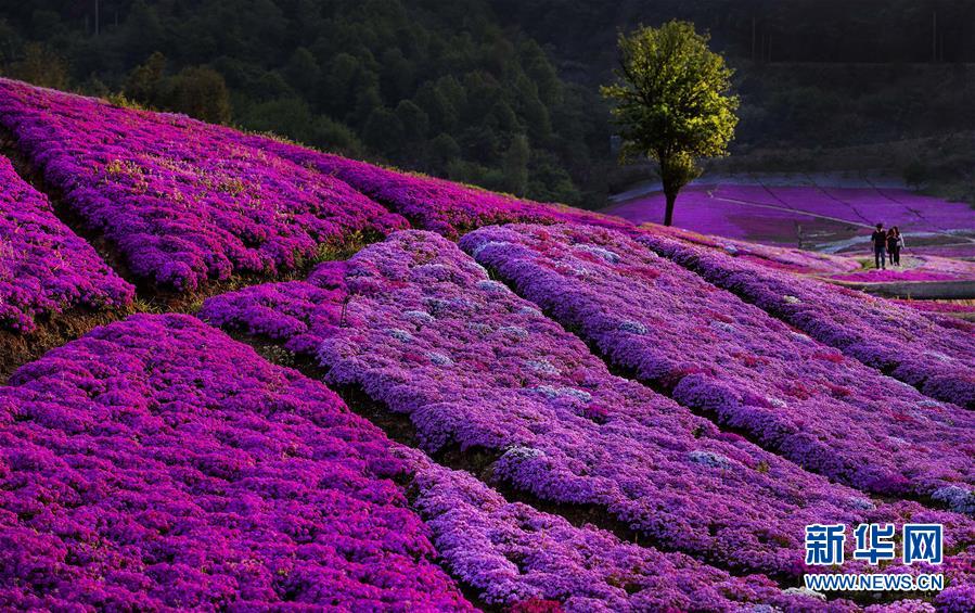 （壯闊東方潮 奮進(jìn)新時代&mdash;&mdash;慶祝改革開放40年）（9）美麗中華大地書寫綠色傳奇