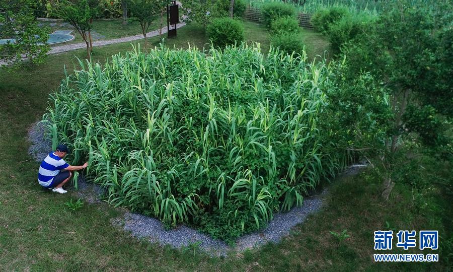 （在習(xí)近平新時(shí)代中國(guó)特色社會(huì)主義思想指引下&mdash;&mdash;新時(shí)代新作為新篇章&middot;圖文互動(dòng)）（4）稀奇！治污濕地成了休閑公園&mdash;&mdash;江蘇蘇州全域推進(jìn)農(nóng)村生活污水治理