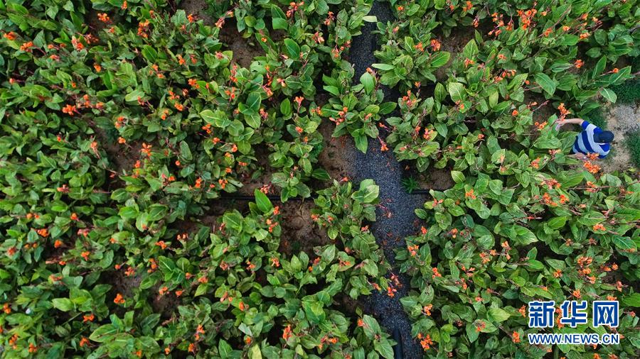 （在習(xí)近平新時(shí)代中國(guó)特色社會(huì)主義思想指引下&mdash;&mdash;新時(shí)代新作為新篇章&middot;圖文互動(dòng)）（5）稀奇！治污濕地成了休閑公園&mdash;&mdash;江蘇蘇州全域推進(jìn)農(nóng)村生活污水治理