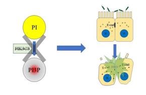 PI3P缺失導(dǎo)致上皮細(xì)胞連接破壞，最終招募中性粒細(xì)胞，發(fā)生急性炎癥