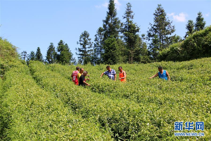 （新華全媒頭條&middot;圖文互動(dòng)）（1）安吉白茶奔向扶貧一線&mdash;&mdash;浙江黃杜村農(nóng)民黨員先富幫后富向貧困地區(qū)捐贈(zèng)&ldquo;扶貧苗&rdquo;