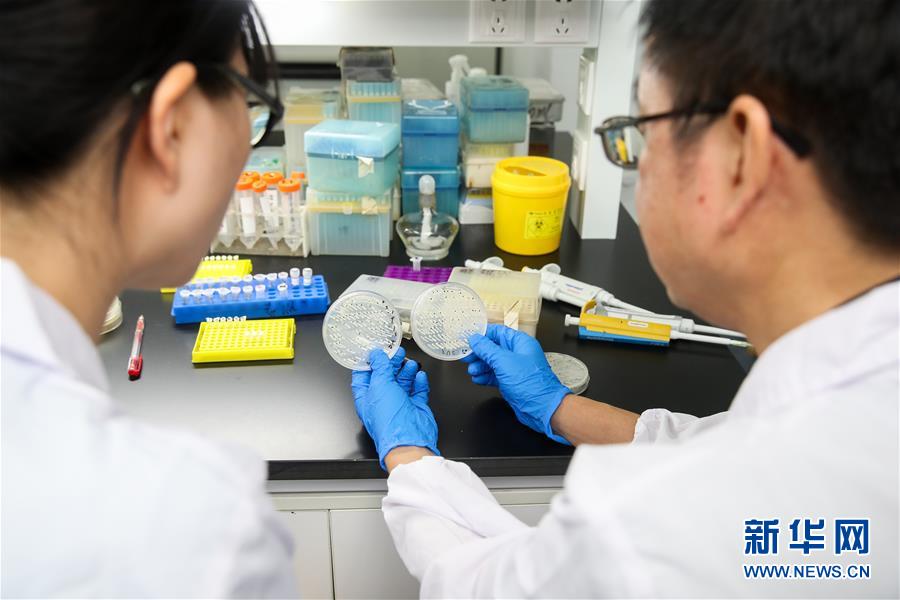 （新華全媒頭條&middot;圖文互動）（2）人造單條染色體真核細胞問世　我國開啟合成生物學(xué)研究新時代