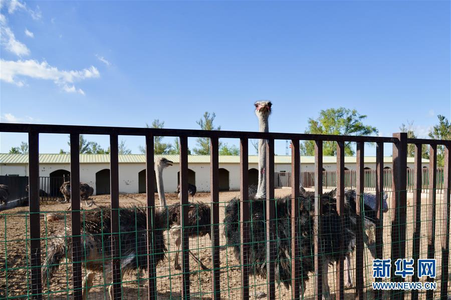 （在習(xí)近平新時代中國特色社會主義思想指引下&mdash;&mdash;新時代新作為新篇章&middot;圖文互動）（1）庫布其競相演繹&ldquo;點沙成金&rdquo;傳奇