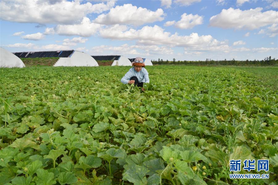 （在習(xí)近平新時代中國特色社會主義思想指引下&mdash;&mdash;新時代新作為新篇章&middot;圖文互動）（4）庫布其競相演繹&ldquo;點沙成金&rdquo;傳奇