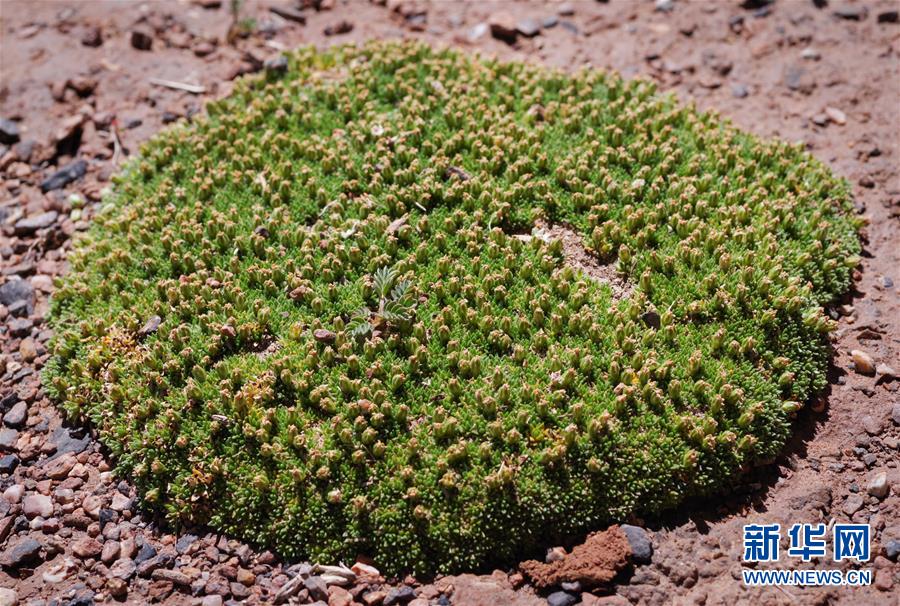 (新華全媒頭條·圖文互動(dòng))(7)正在破譯的“青藏密碼”——第二次青藏高原綜合科考首期成果發(fā)布