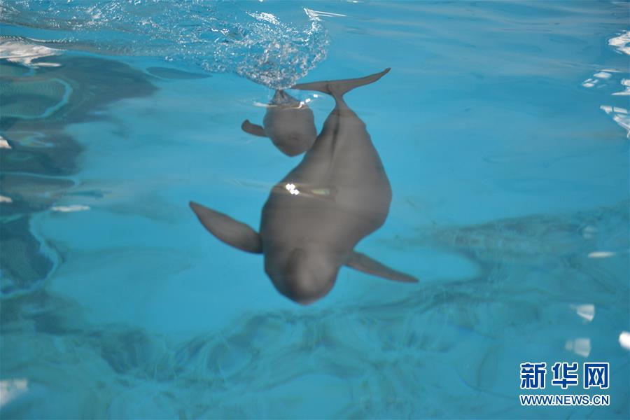 (圖文互動(dòng))(2)從消失的白鱀豚到人工繁殖江豚——三個(gè)故事見證長江生態(tài)保護(hù)變遷