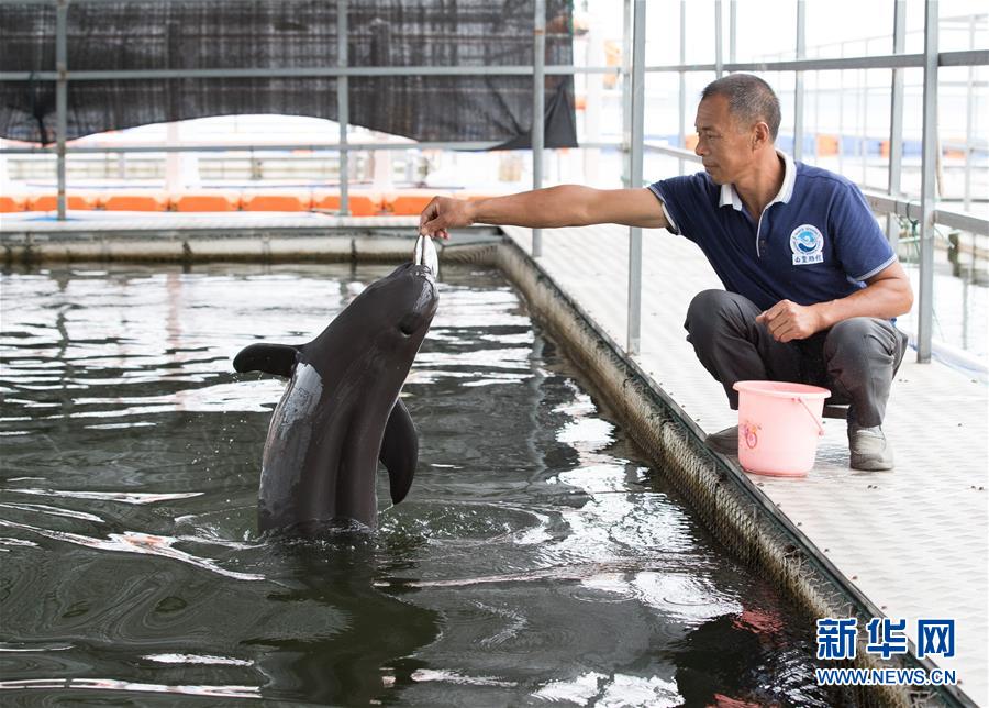 (圖文互動(dòng))(3)從消失的白鱀豚到人工繁殖江豚——三個(gè)故事見證長江生態(tài)保護(hù)變遷