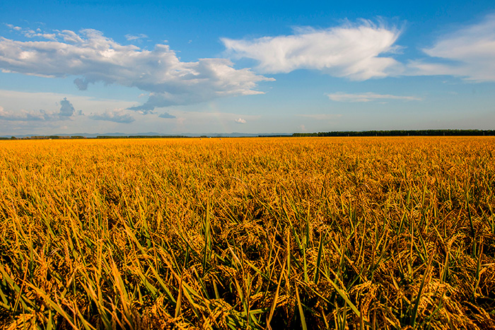 秋收的中國(guó)，你想象不到的美！但更美的是&hellip;&hellip;