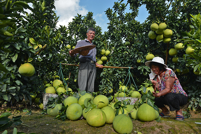 秋收的中國(guó)，你想象不到的美！但更美的是&hellip;&hellip;